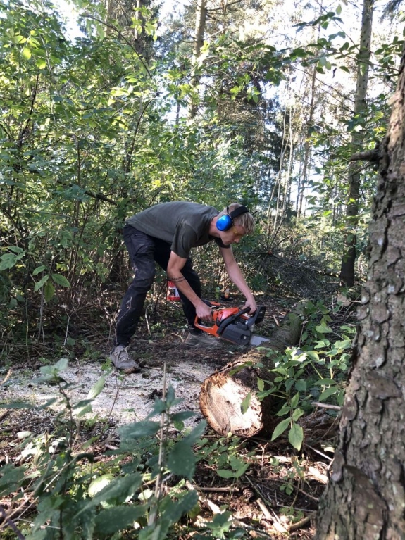 En mand iført høreværn beskærer et træ med en motorsav i en skovfyldt have. Frisk savsmuld ligger omkring træstubben, mens solen skinner gennem de tætte trækroner.